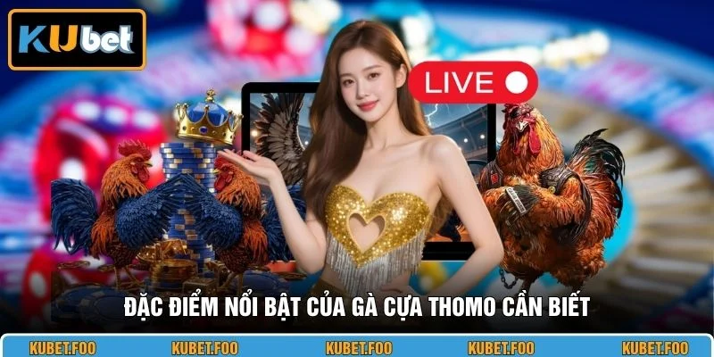 Đặc điểm nổi bật của gà cựa Thomo cần biết