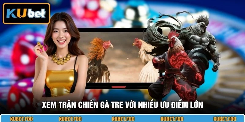 Xem trận chiến gà tre với nhiều ưu điểm lớn